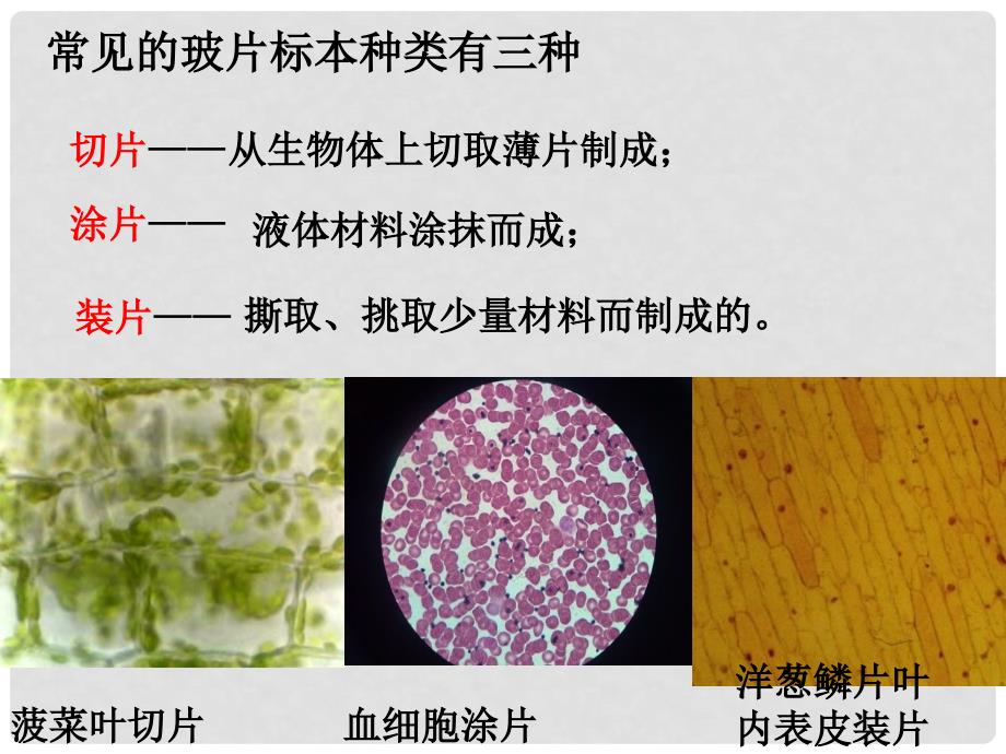 七年级生物上册第二单元第一章第二节植物细胞课件新人教版.ppt_第3页