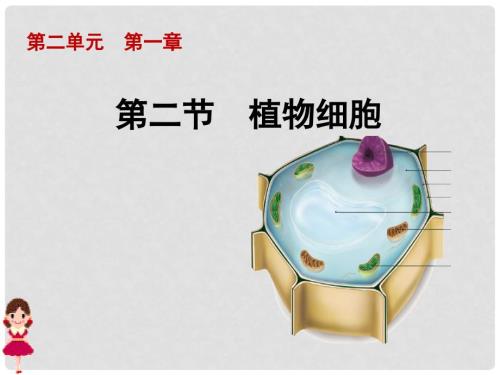 七年级生物上册第二单元第一章第二节植物细胞课件新人教版.ppt
