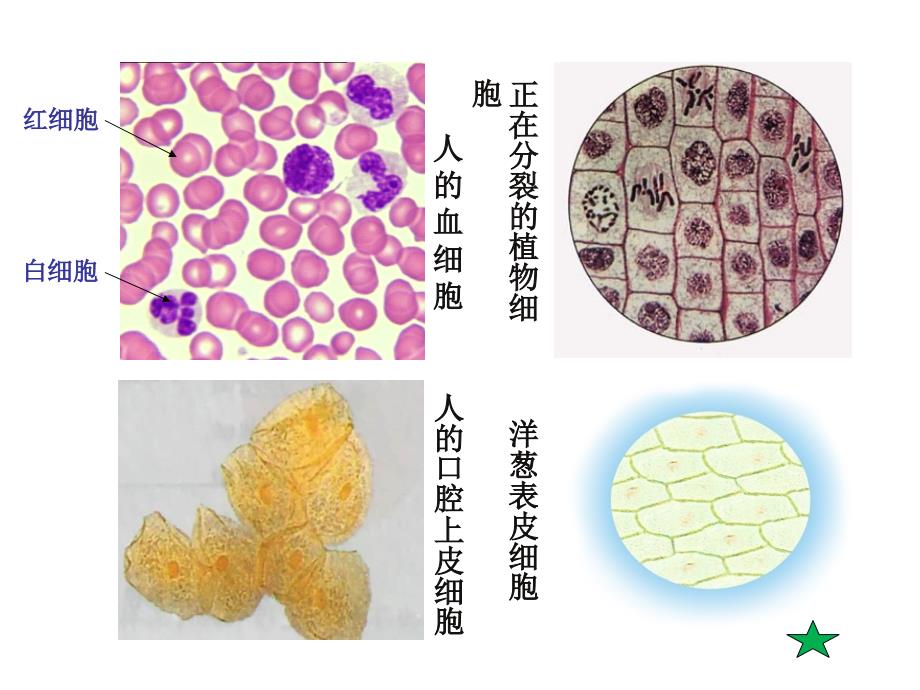 实验1使用高倍显微镜观察几种细胞.ppt_第2页