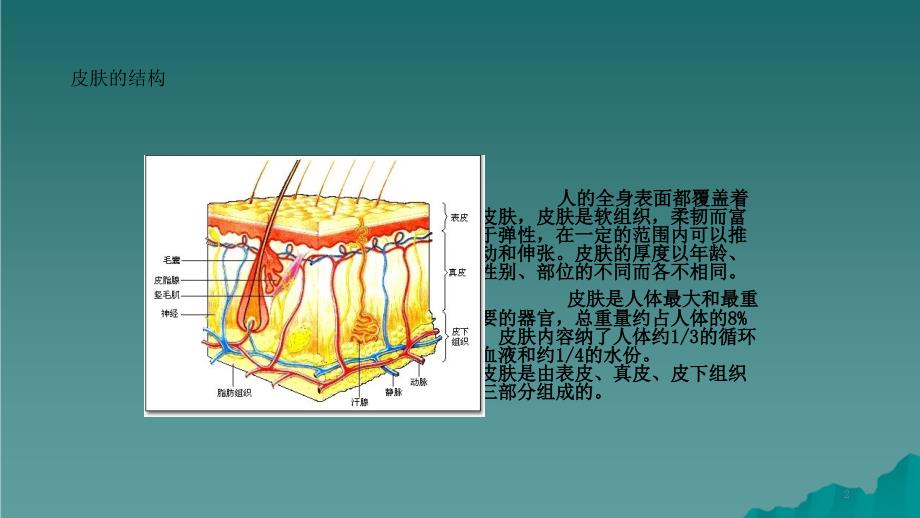 皮肤结构基础知识干货分享.ppt_第2页