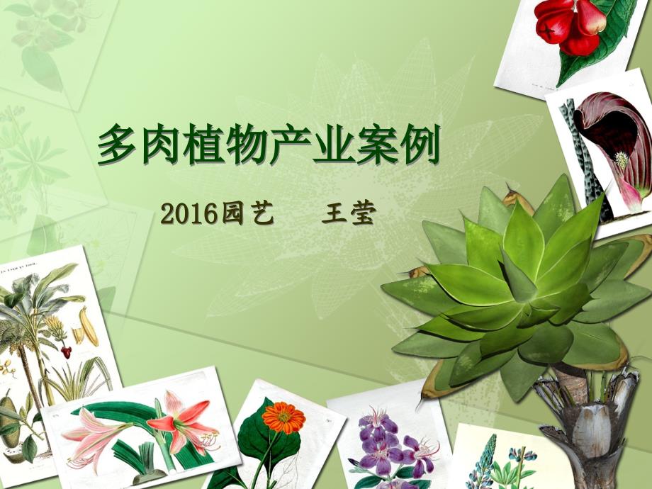 多肉植物生产案例定稿ppt课件.ppt_第1页