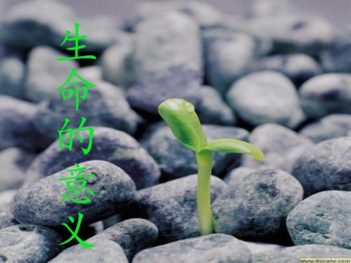 生命的意义课件.ppt