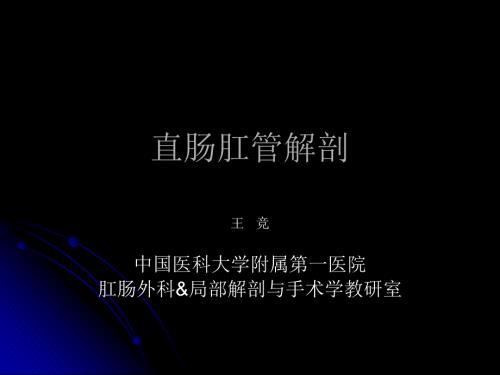 直肠肛管解剖PPT课件.ppt