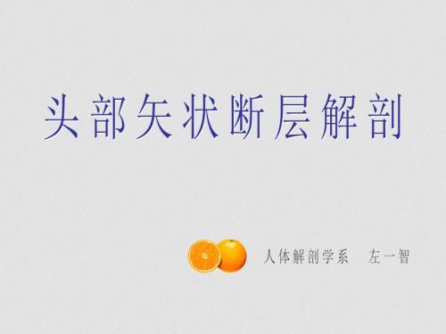 头部矢状断层解剖.ppt