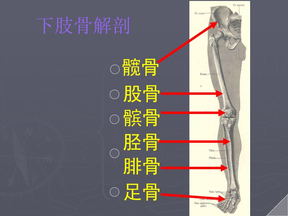 下肢骨折术后功能锻炼PPT课件.ppt_第2页