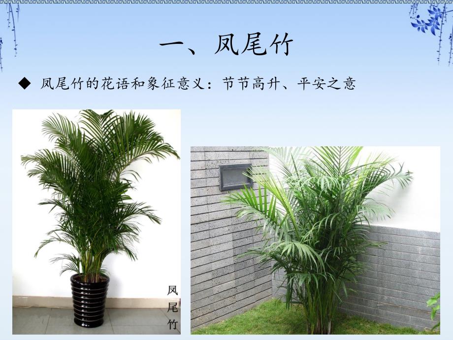 家庭常见花卉及中国十大名花.ppt_第3页