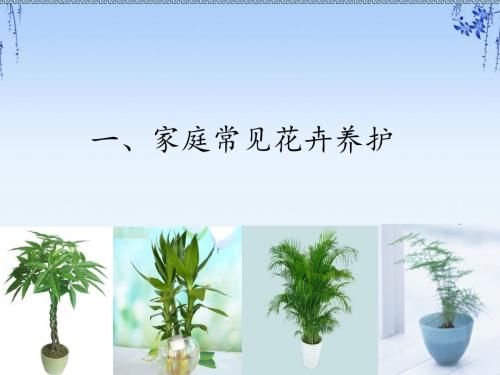 家庭常见花卉及中国十大名花.ppt