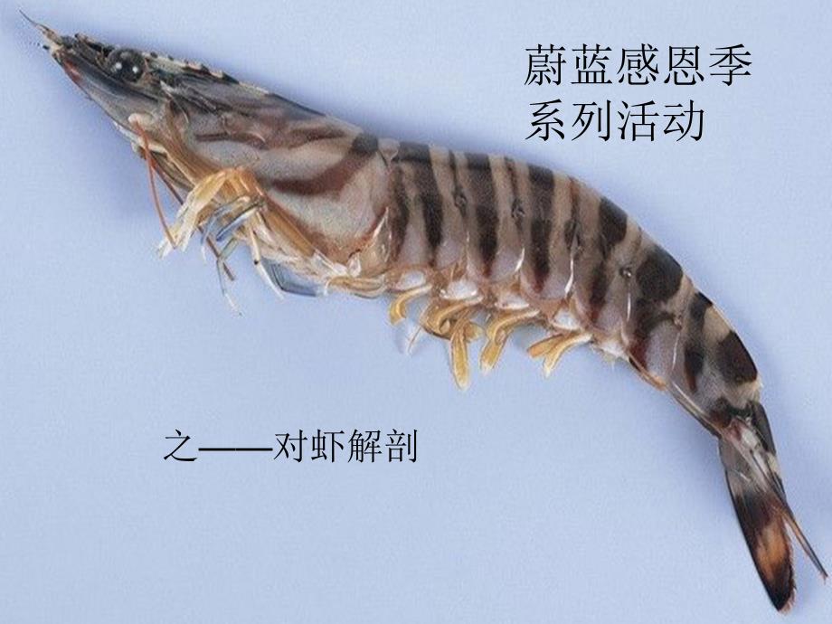 对虾解剖讲解课件.ppt_第1页