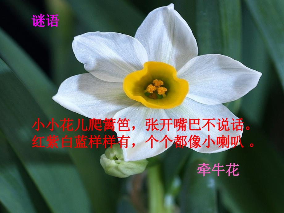 三年级上册音乐课件第六单元对鲜花人教新课标共18张PPT.ppt_第1页