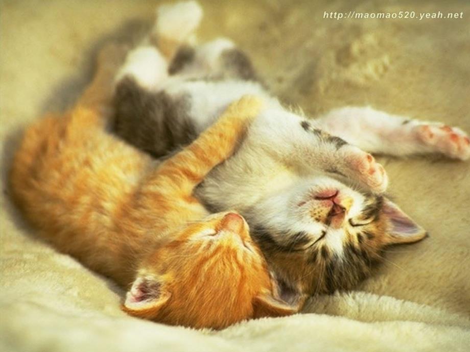 猫老舍公开课课件.ppt_第2页