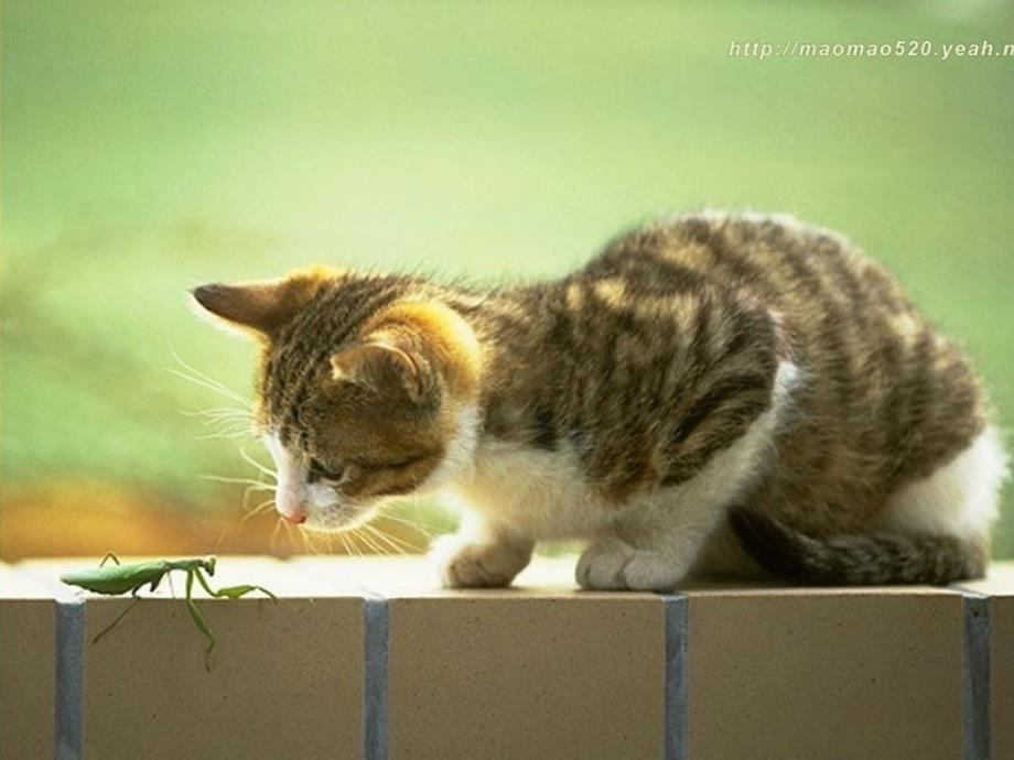 猫老舍公开课课件.ppt_第3页