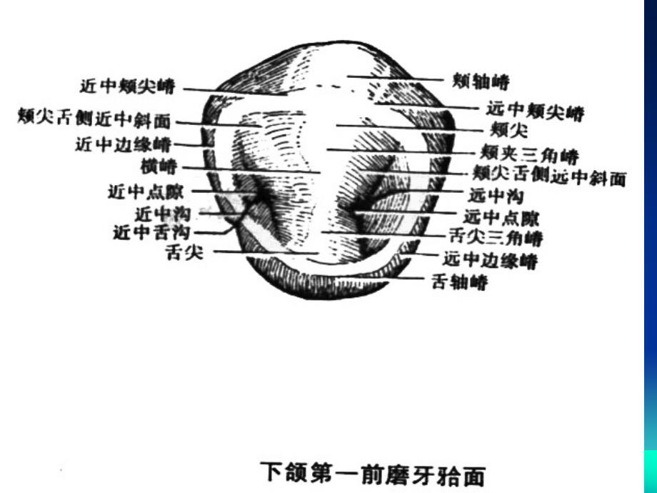 上颌磨牙解剖形态上6解剖形态课件.ppt_第2页