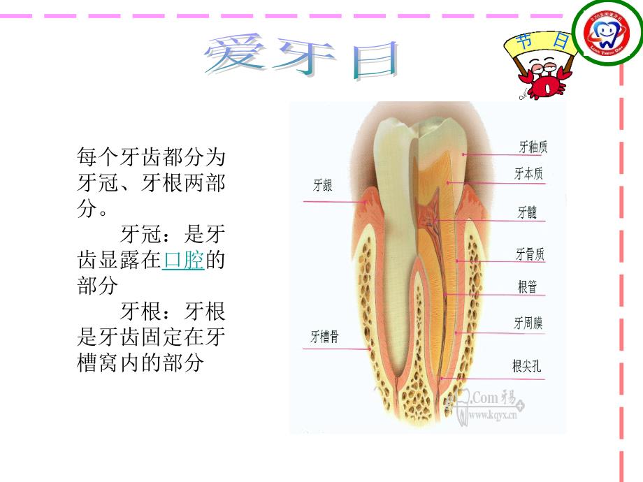 爱牙日课件.ppt_第3页