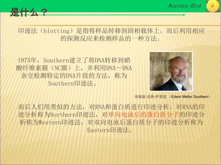Westernblot的由来原理步骤帮你理解.ppt_第2页