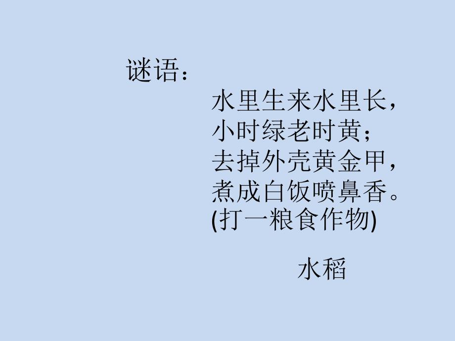 小学三年级综合实践活动.来之不易的粮食38张ppt.pptx_第3页