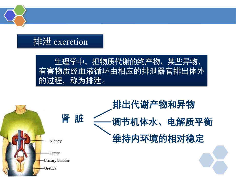 生理学第八章肾的排泄功能课件.ppt_第3页