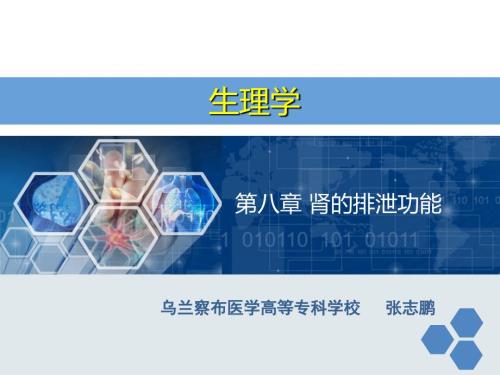生理学第八章肾的排泄功能课件.ppt