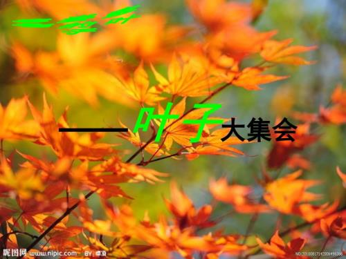 多姿多彩的叶子课件一.ppt