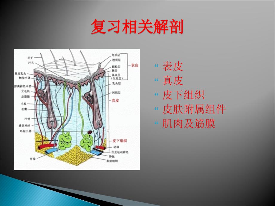 皮内皮下及肌内注射.ppt_第2页