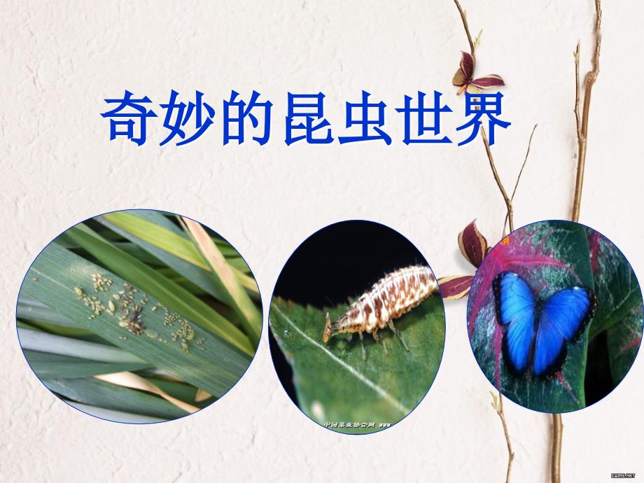 奇妙的昆虫世界PPT课件.ppt_第1页