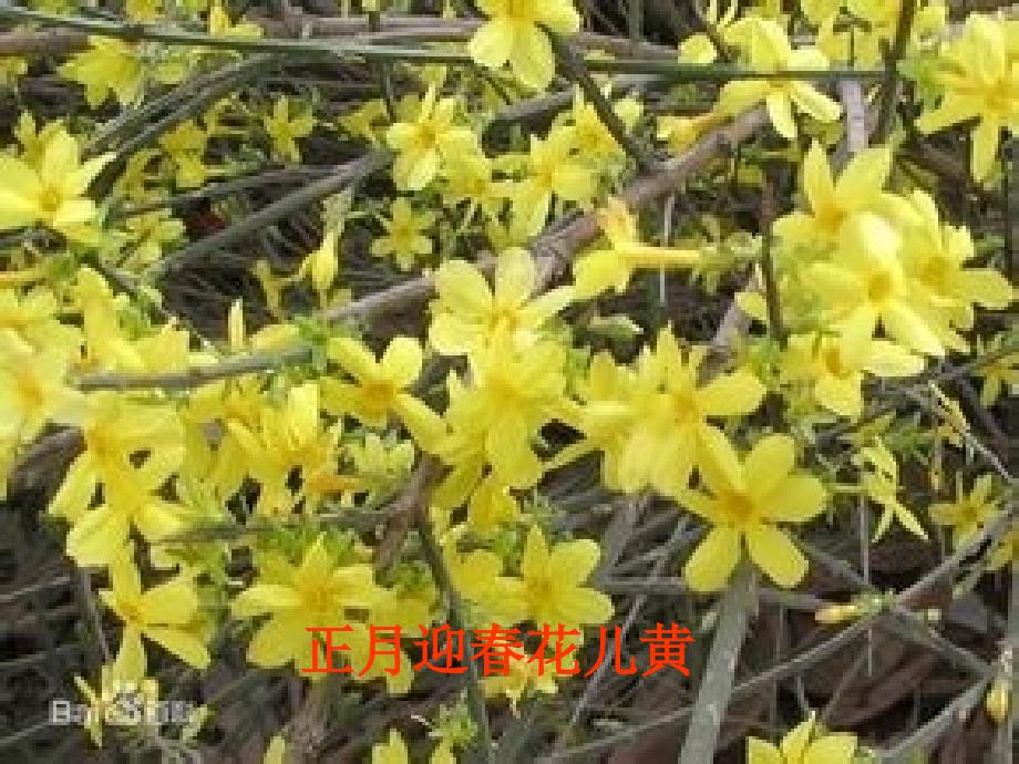 大班十二月花开ppt.ppt_第2页