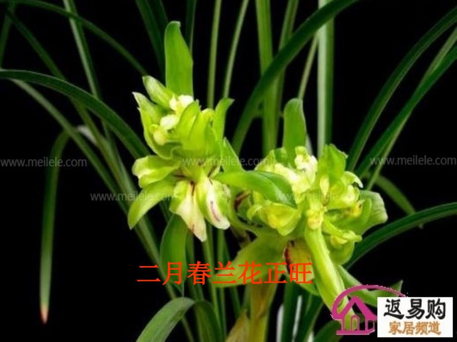 大班十二月花开ppt.ppt_第3页