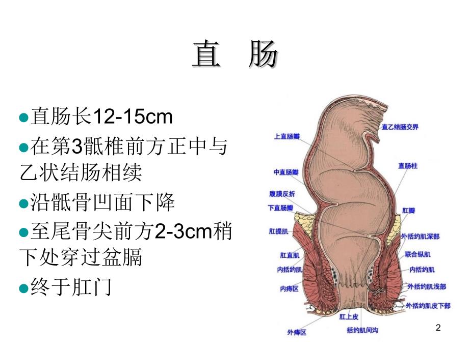 直肠及肛管超声诊断优秀课件.ppt_第2页
