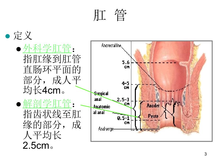 直肠及肛管超声诊断优秀课件.ppt_第3页