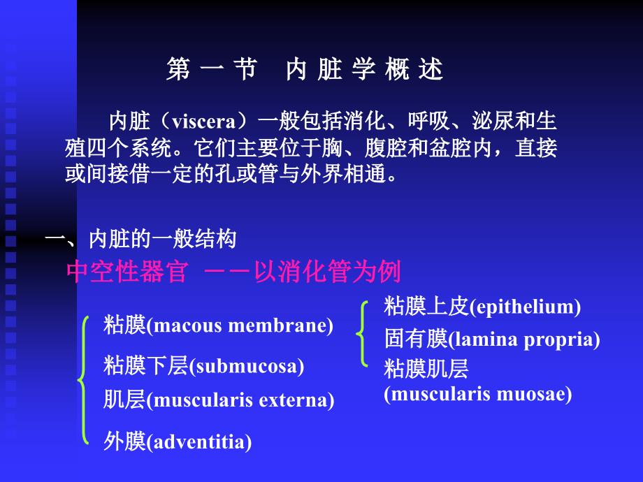 大学人体及动物生理学经典课件第七讲消化系统.ppt_第2页