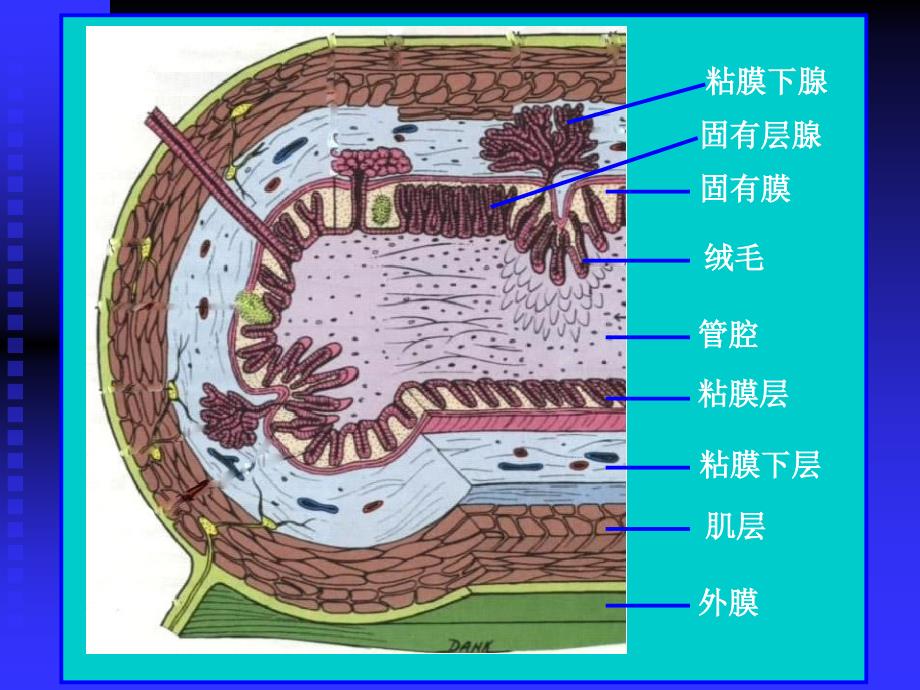 大学人体及动物生理学经典课件第七讲消化系统.ppt_第3页