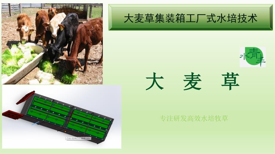 大麦草集装箱工厂式水培技术.pptx_第1页