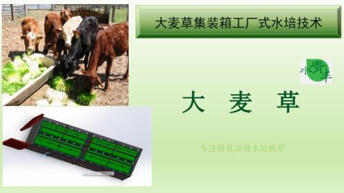 大麦草集装箱工厂式水培技术.pptx