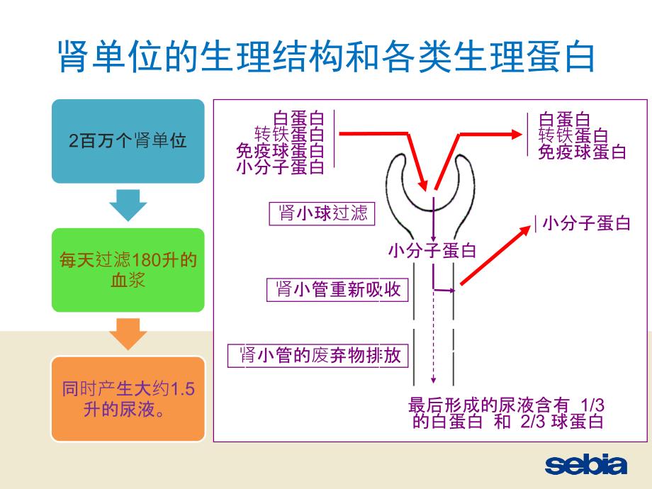 sds尿蛋白及本周氏电泳的意义ppt课件.pptx_第3页
