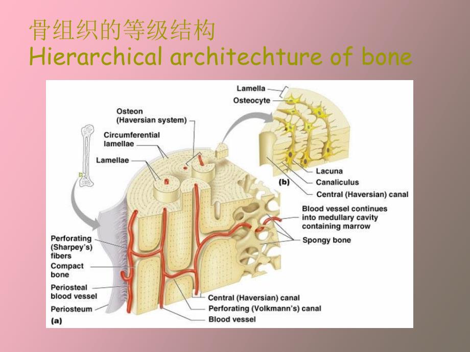 天然高分子材料之胶原.ppt_第2页