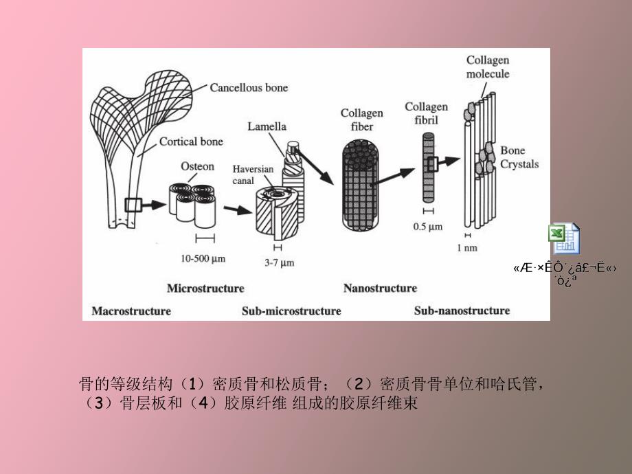 天然高分子材料之胶原.ppt_第3页