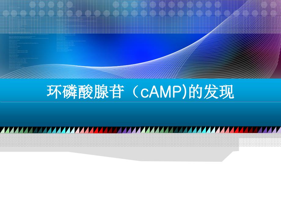 环磷酸腺苷.ppt_第2页