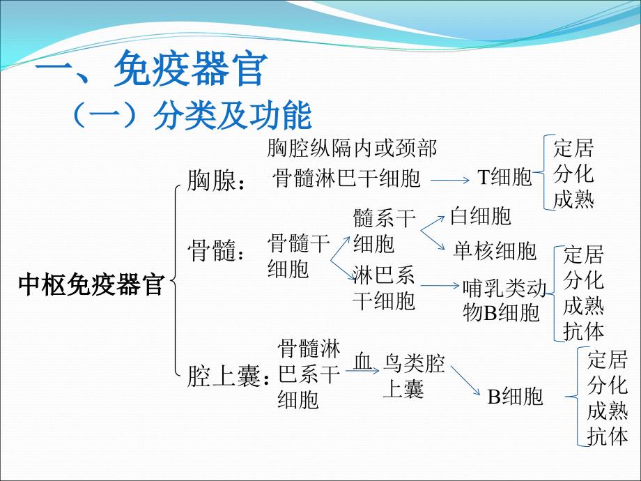 畜禽解剖学免疫系统.ppt_第3页
