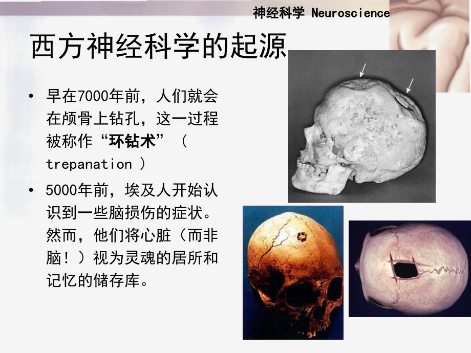 神经科学绪论PPT课件.ppt_第3页