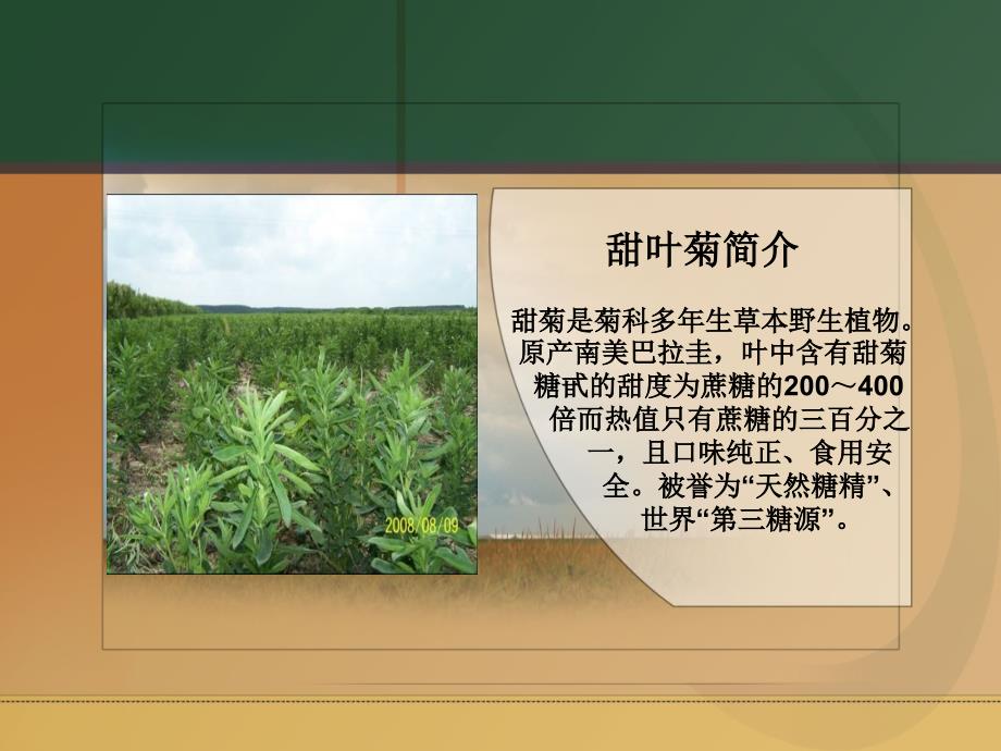 甜叶菊种植技术培训.ppt_第2页