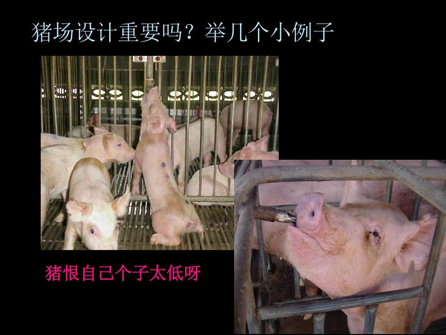 猪场的规划设计PPT课件.ppt_第2页