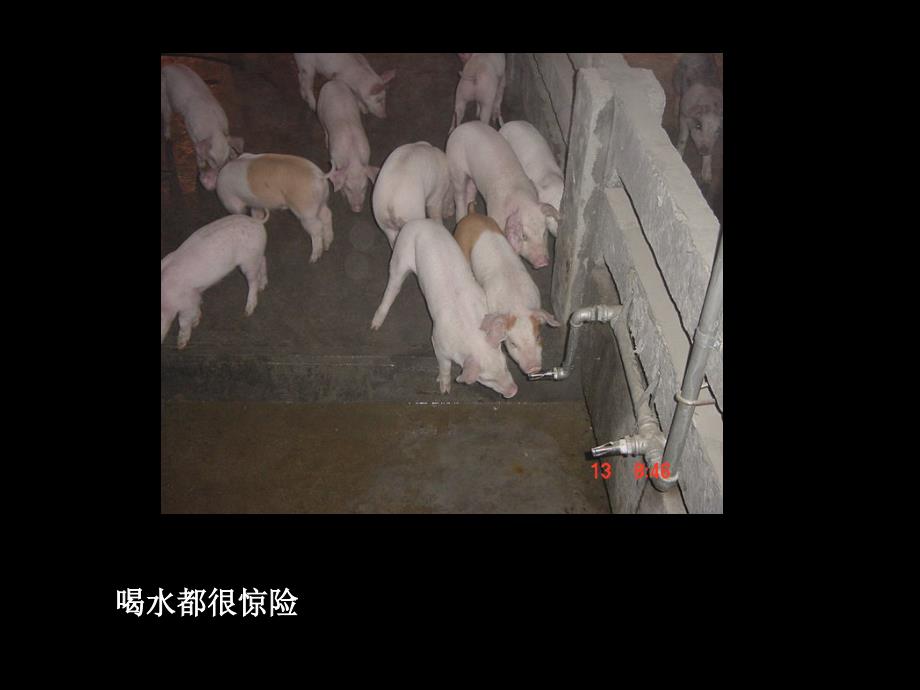 猪场的规划设计PPT课件.ppt_第3页