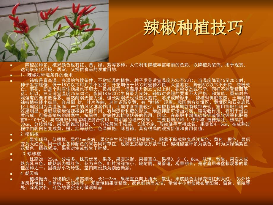 家庭种植成果汇报.ppt_第3页