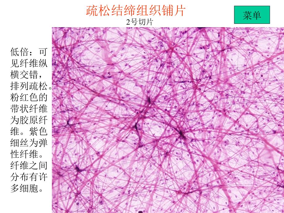 实验二结缔组织软骨和骨.ppt_第3页