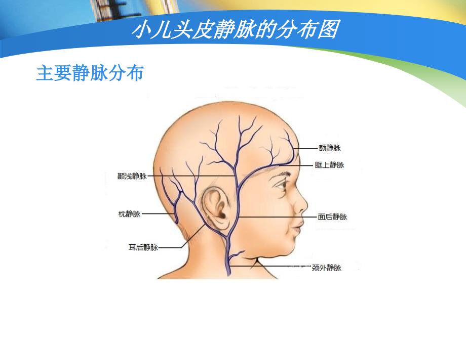 小儿头皮静脉输液课件.ppt_第3页