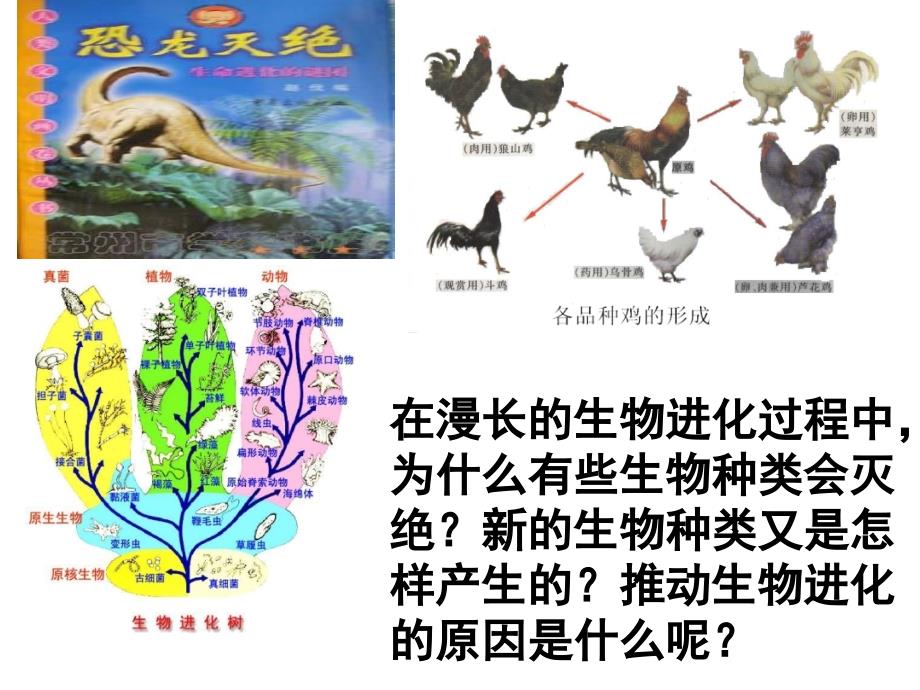 生物进化的原因PPT课件.ppt_第3页