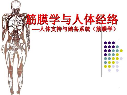 中医学理论筋膜学与人体经络ppt课件.ppt