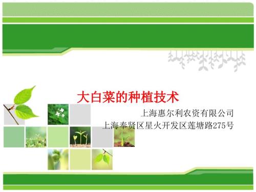 大白菜的种植技术PPT课件.ppt