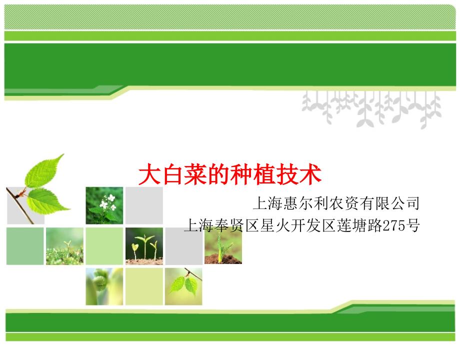 大白菜的种植技术PPT课件.ppt_第1页