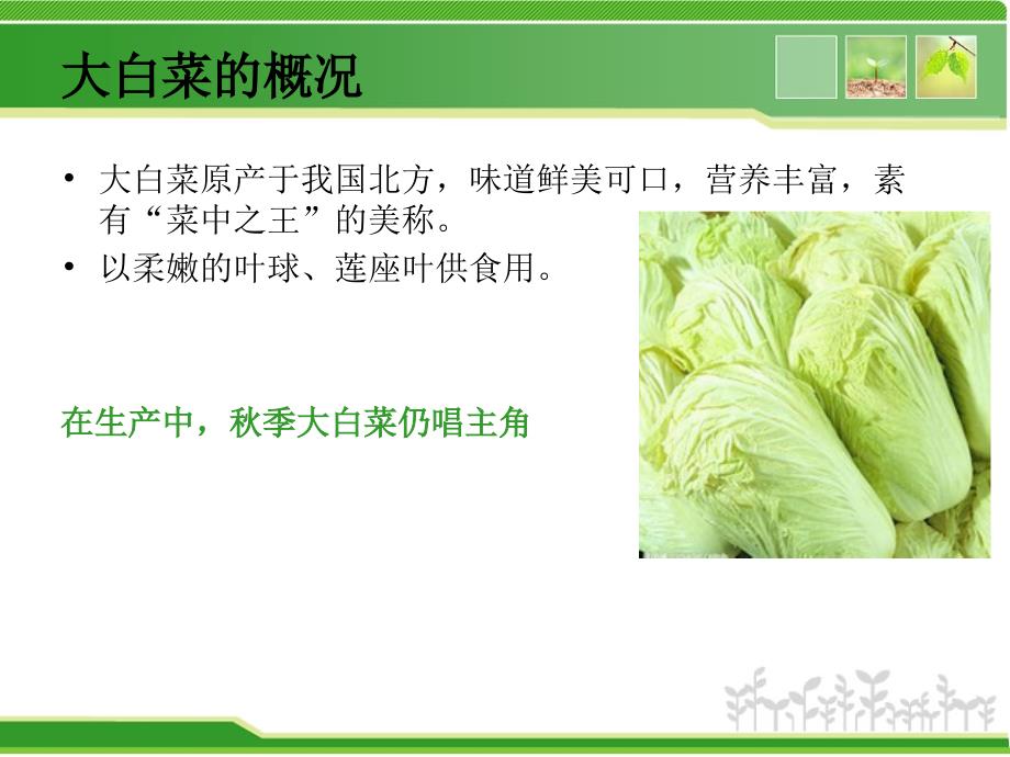 大白菜的种植技术PPT课件.ppt_第3页
