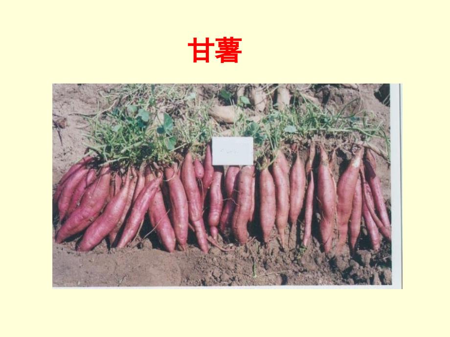 甘薯的基础知识及高产栽培技术.ppt_第3页